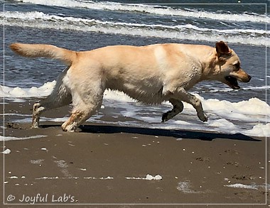 Joyful Lab's Cheeky Girl