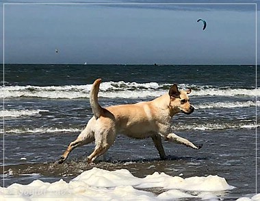 Joyful Lab's Cheeky Girl