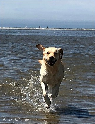 Joyful Lab's Cheeky Girl