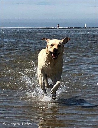 Joyful Lab's Cheeky Girl