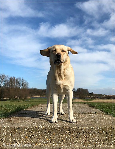 Joyful Lab's Cheeky Girl