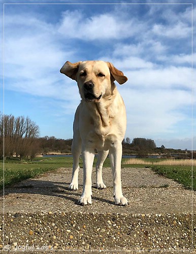 Joyful Lab's Cheeky Girl