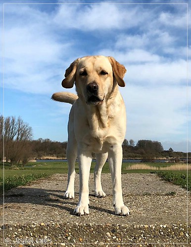 Joyful Lab's Cheeky Girl