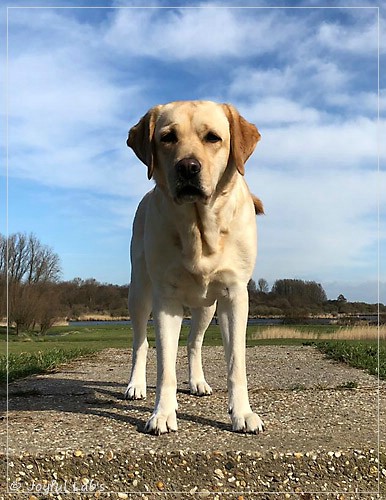 Joyful Lab's Cheeky Girl