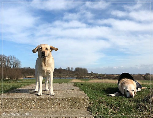 Joyful Lab's Cheeky Girl