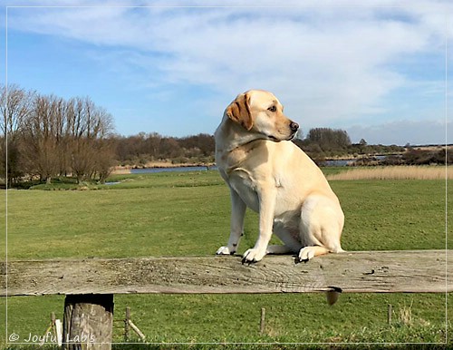 Joyful Lab's Cheeky Girl