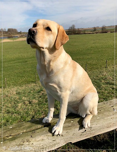 Joyful Lab's Cheeky Girl