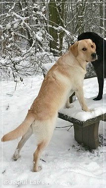 Joyful Lab's Carry Back Boy