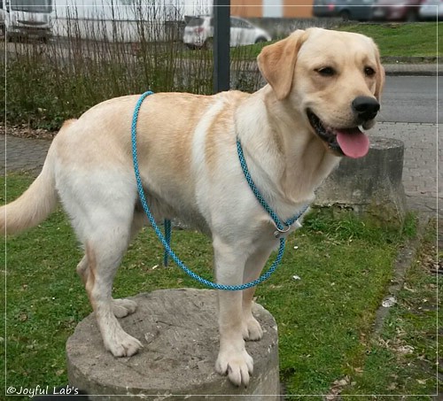 Joyful Lab's Carry Back Boy