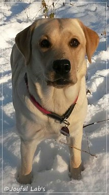 Joyful Lab's Carry Back Boy