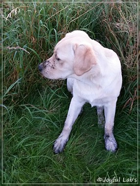 Joyful Lab's Carry Back Boy