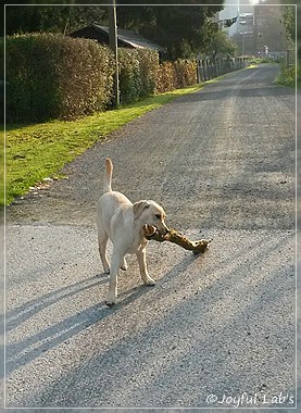 Joyful Lab's Carry Back Boy