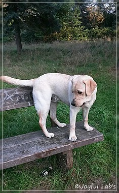 Joyful Lab's Carry Back Boy