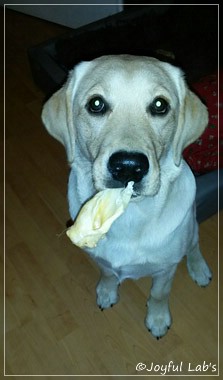 Joyful Lab's Carry Back Boy