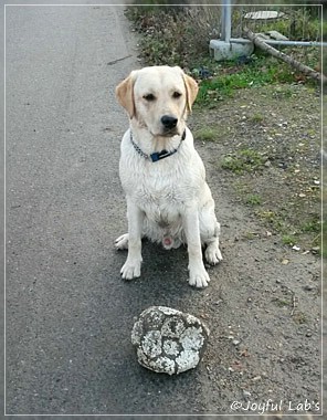 Joyful Lab's Carry Back Boy