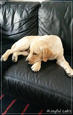 Joyful Lab's Carry Back Boy