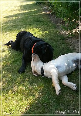 Joyful Lab's Carry Back Boy