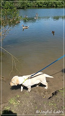 Joyful Lab's Carry Back Boy