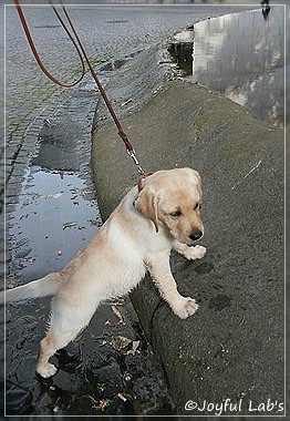 Joyful Lab's Carry Back Boy