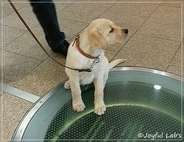 Joyful Lab's Carry Back Boy