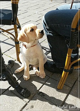 Joyful Lab's Carry Back Boy