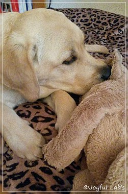 Joyful Lab's Carry Back Boy