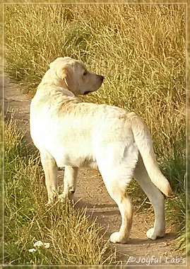 Joyful Lab's Carry Back Boy