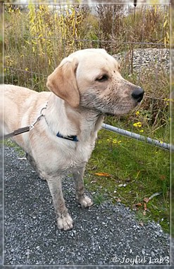 Joyful Lab's Carry Back Boy