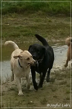 Joyful Lab's Carry Back Boy