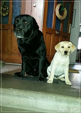 Joyful Lab's Carry Back Boy