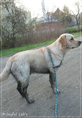 Joyful Lab's Carry Back Boy