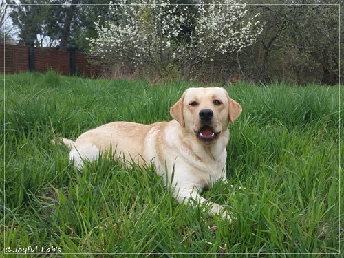 Joyful Lab's Carry Back Boy