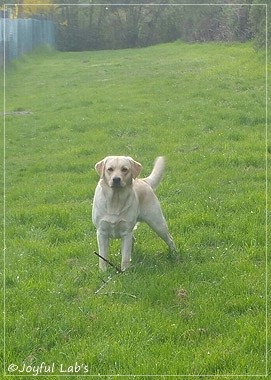 Joyful Lab's Carry Back Boy