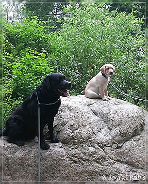 Joyful Lab's Carry Back Boy