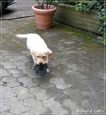 Joyful Lab's Carry Back Boy