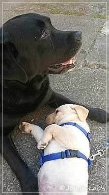 Joyful Lab's Carry Back Boy