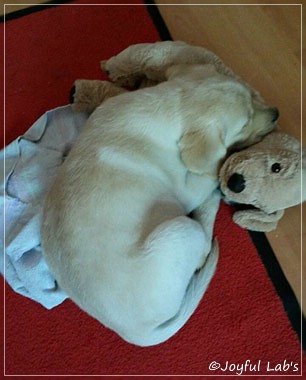 Joyful Lab's Carry Back Boy