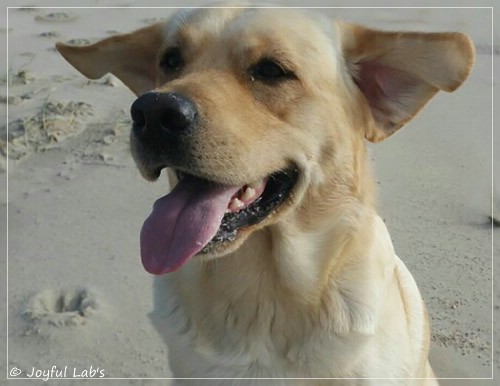 Joyful Lab's Carry Back Boy