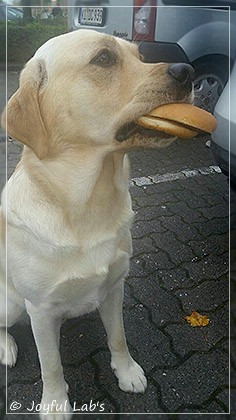 Joyful Lab's Carry Back Boy