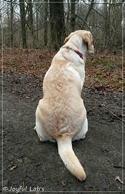 Joyful Lab's Carry Back Boy