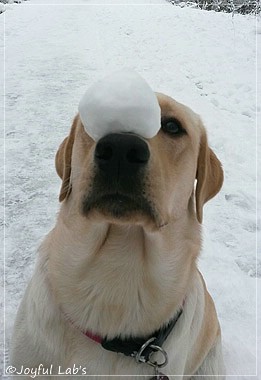 Joyful Lab's Carry Back Boy