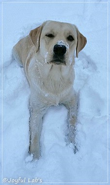 Joyful Lab's Carry Back Boy