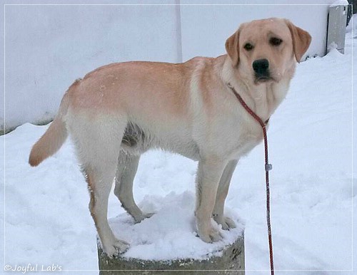 Joyful Lab's Carry Back Boy