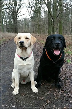 Joyful Lab's Carry Back Boy