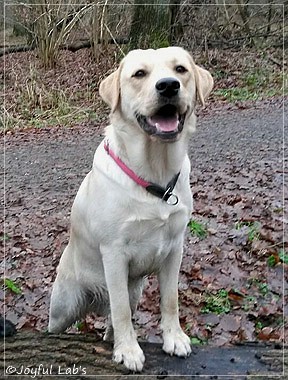 Joyful Lab's Carry Back Boy