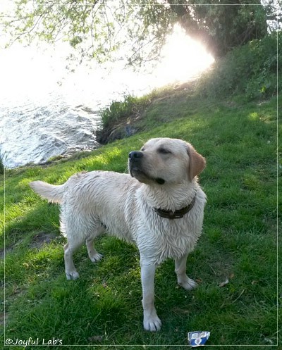 Joyful Lab's Carry Back Boy