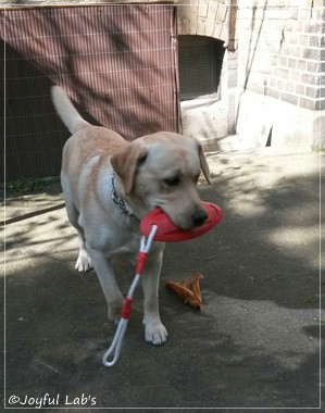 Joyful Lab's Carry Back Boy