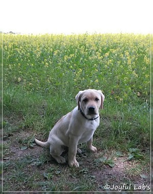 Joyful Lab's Carry Back Boy