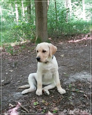 Joyful Lab's Carry Back Boy