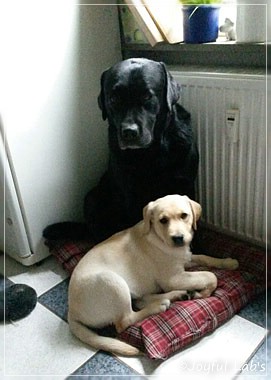 Joyful Lab's Carry Back Boy